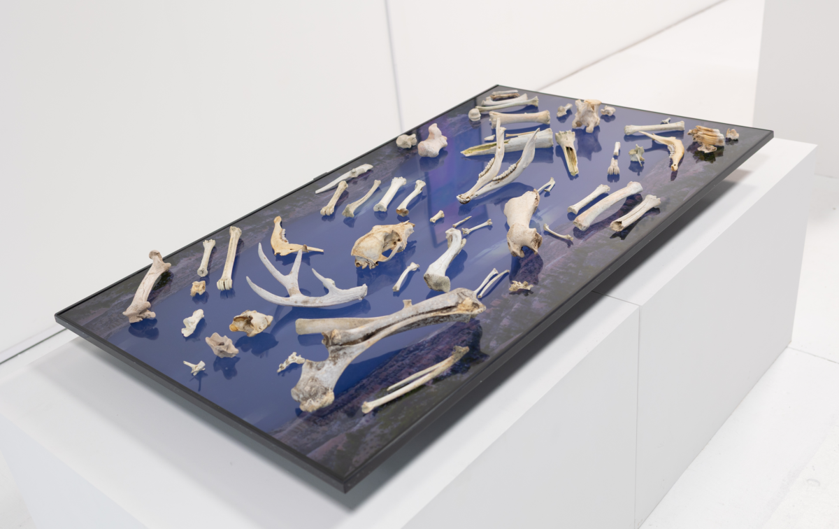 blaues Vitrinen Display mit Knochen