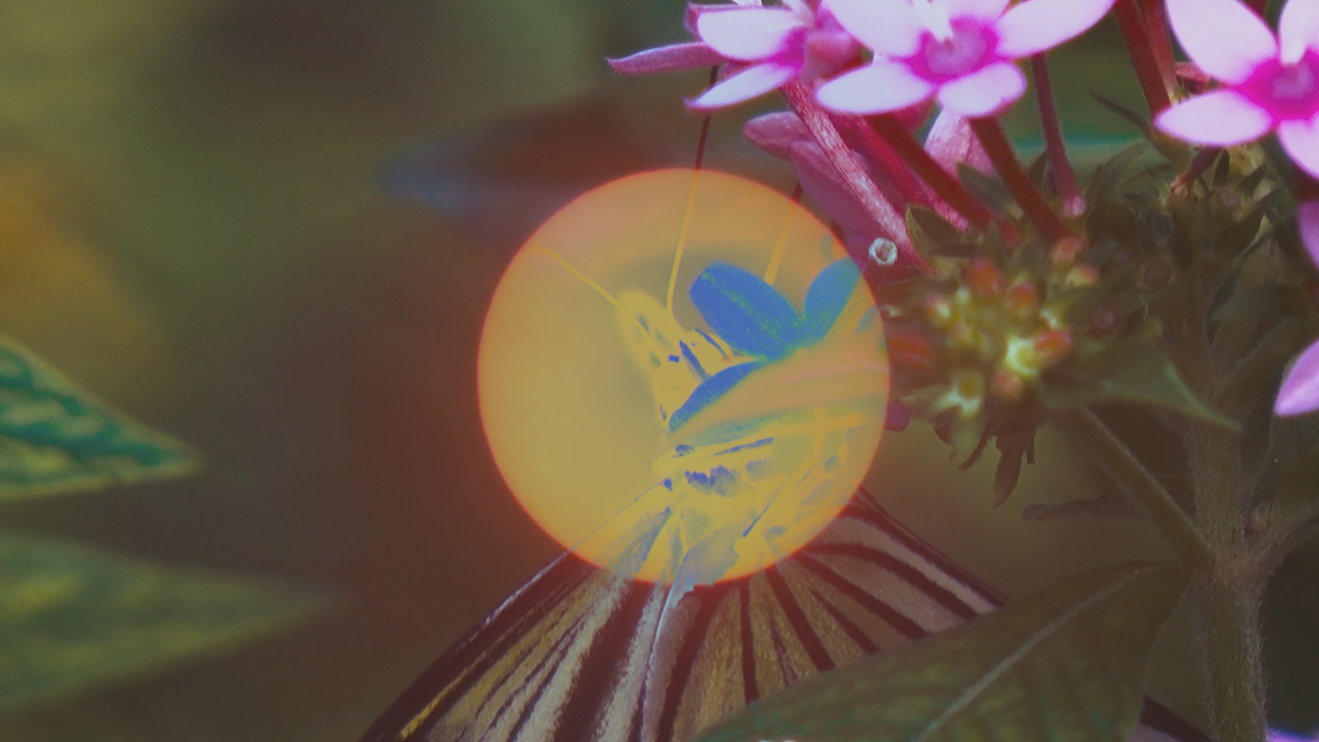 digitales Bild mit rosa Blumen, einem gelben Kreis und grünen und blauen Elementen