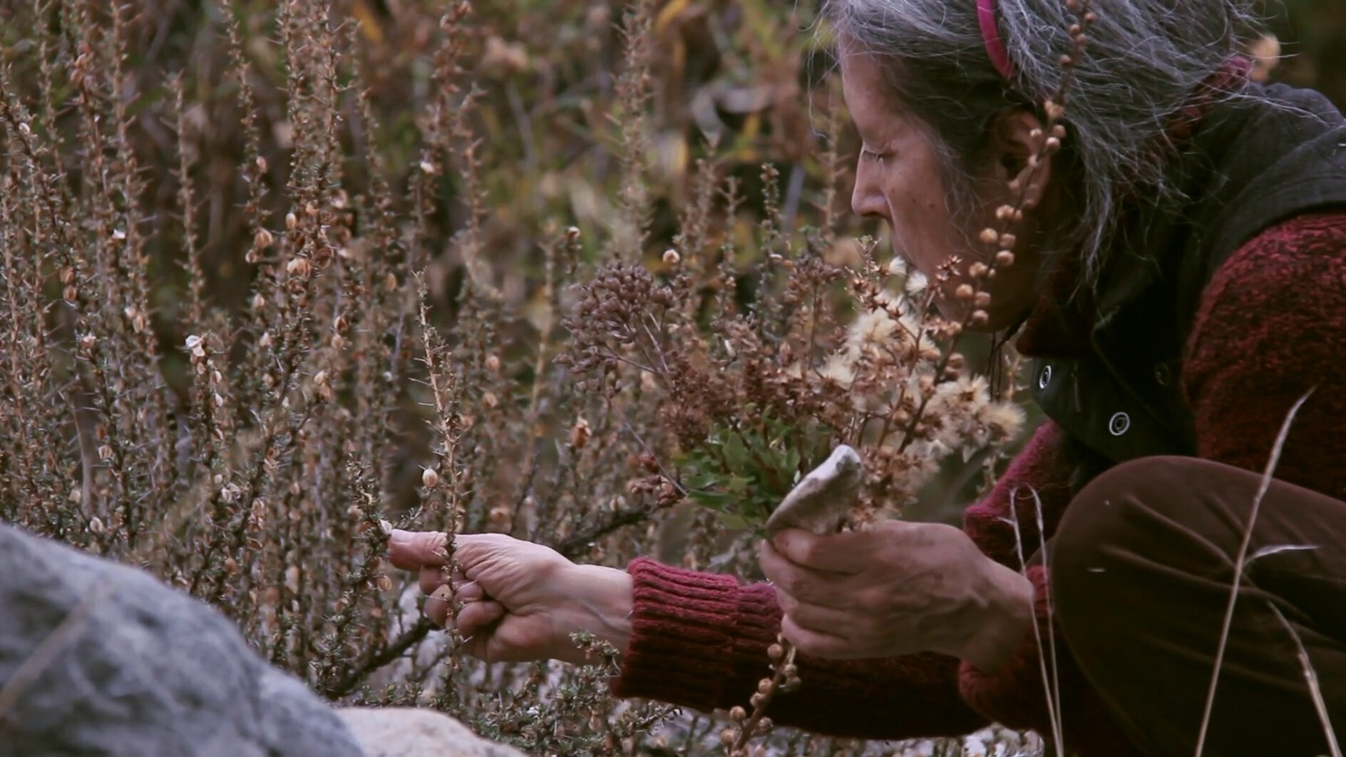 Frau pflückt Gräser