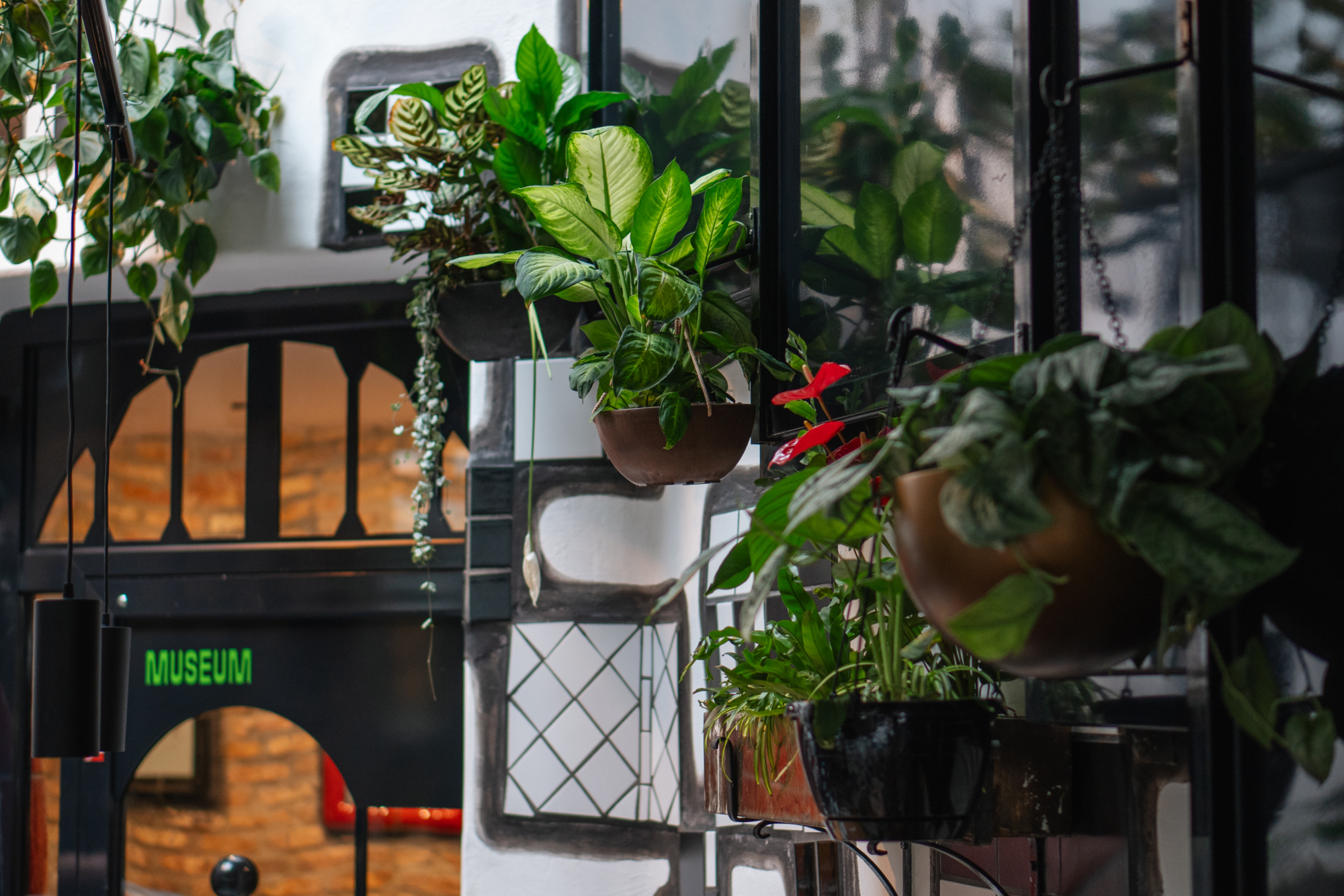 grüne Pflanzen in schwarzen Halterungen an weißen Wänden